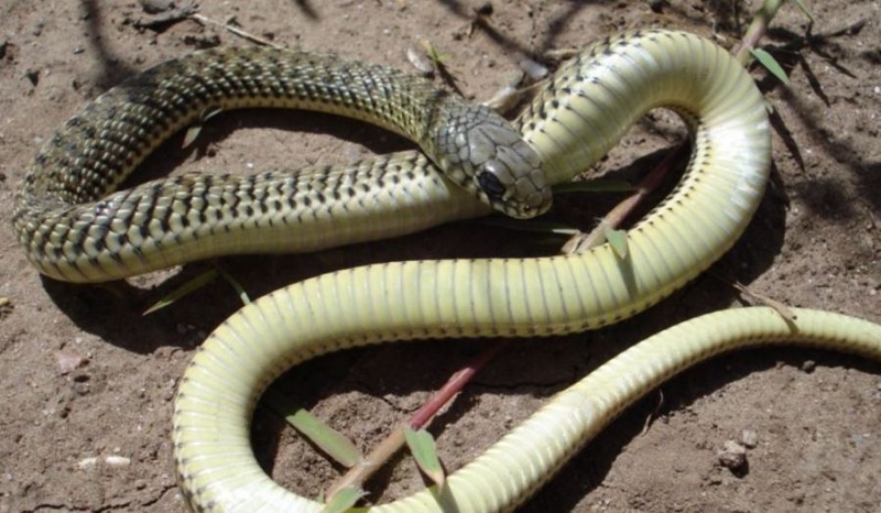 Bomberos capacitar sobre el manejo de animales venenosos